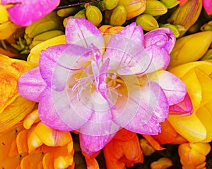 Colorful pink freesia flower close up top view