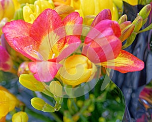 Colorful pink freesia flower close up top view