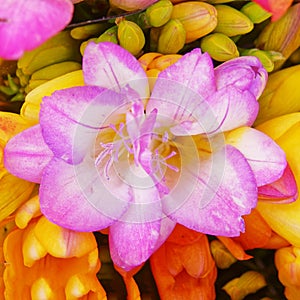Colorful pink freesia flower close up top view