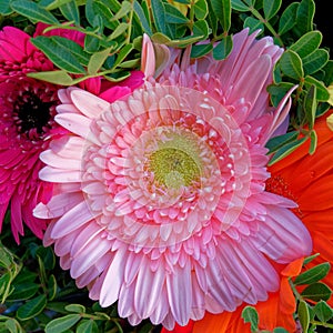 Colorful pink Gerbera daisy flower top view close up