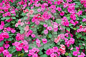 Colorful pink impatiens flowers background photo