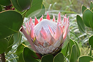 Colorful pink King Protea in the Botanical Garden in Cape Town in South Africa â€“ the national flower of South Africa