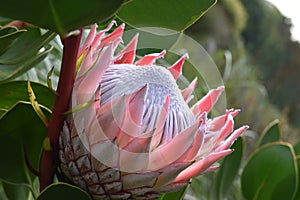 Colorful pink King Protea in the Botanical Garden in Cape Town in South Africa â€“ the national flower of South Africa