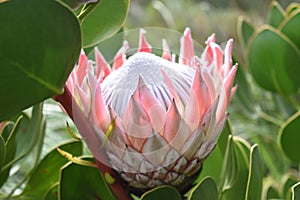 Colorful pink King Protea in the Botanical Garden in Cape Town in South Africa â€“ the national flower of South Africa