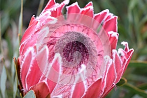 Colorful pink King Protea plant in the Botanical Garden in Cape Town in South Africa â€“ the national flower of South Africa