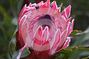 Colorful pink King Protea plant in the Botanical Garden in Cape Town in South Africa â€“ the national flower of South Africa