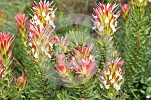 Colorful pink King Protea plant in the Botanical Garden in Cape Town in South Africa â€“ the national flower of South Africa