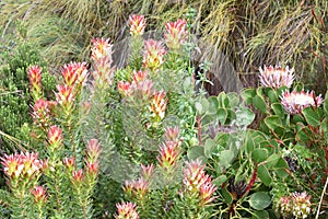 Colorful pink King Protea plant in the Botanical Garden in Cape Town in South Africa â€“ the national flower of South Africa