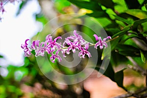 Colorful pink orchids dendrobium blooming in nature garden outdoor background