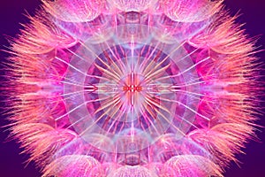 Colorful Pink Pastel Background - vivid abstract dandelion flowe