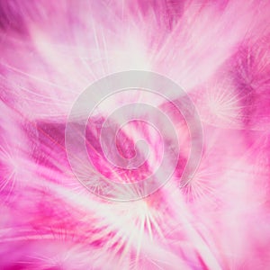 Colorful Pink Pastel Background - vivid abstract dandelion flower