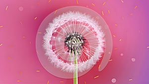 Colorful pink pastel background with vivid abstract dandelion flower