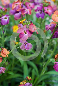 Colorful pink, purple and magenda impatiens flowers from the gar