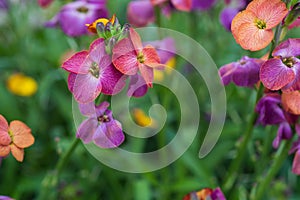 Colorful pink, purple and magenda impatiens flowers from the gar