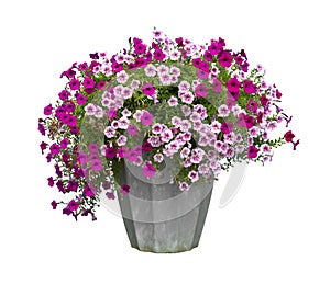 Colorful pink and purple petunia flower pot in rustic pot isolated on white background for house decoration and design purpose