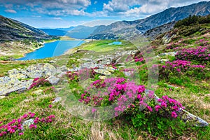 Colorful pink rhododendron flowers and Bucura lake, Retezat mountains, Romania