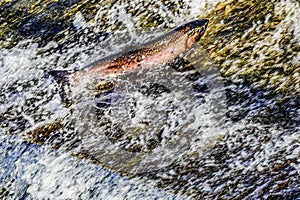 Colorful Pink Salmon Jumping Dam Issaquah Creek Wahington