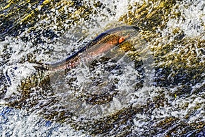 Colorful Pink Salmon Jumping Dam Issaquah Creek Wahington