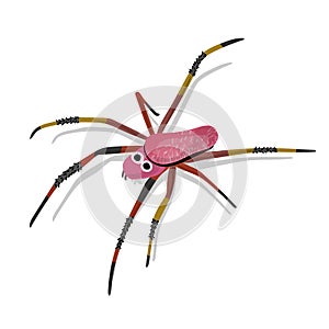 Colorful Pink Spider Isolated