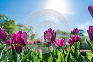 Colorful pink tulip flowering in the garden