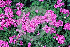 Colorful pink verbena flowers bush with green leaves patterns top view in garden background