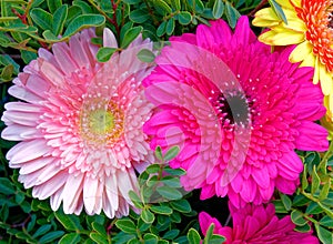 Colorful pink and violet Gerber daisies top view close up