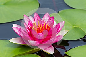 Colorful pink water lilly (Yuh Ling) photo