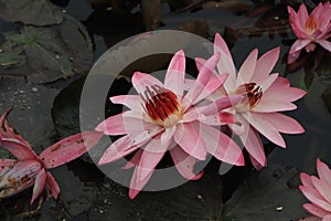 Colorful pink waterlily or lotus flower floating in pond water