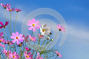 Colorful pink and white cosmos flowers blooming in the field with blue sky