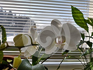 Colorful pink and white Orchid flower blooming on the window in house.