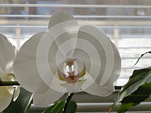 Colorful pink and white Orchid flower blooming on the window in house.