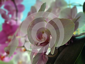 Colorful pink and white Orchid flower blooming on the window in house.