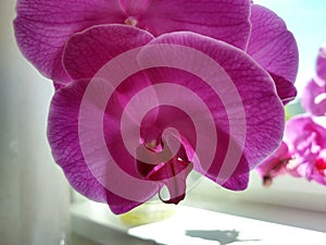 Colorful pink and white Orchid flower blooming on the window in house.