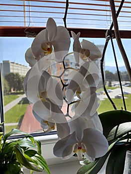 Colorful pink and white Orchid flower blooming on the window in house.