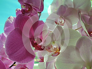 Colorful pink and white Orchid flower blooming on the window in house.