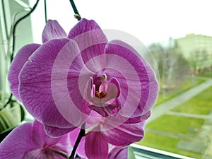 Colorful pink and white Orchid flower blooming on the window in house.