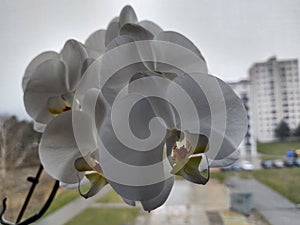 Colorful pink and white Orchid flower blooming on the window in house.