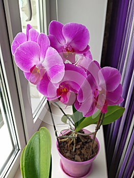 Colorful pink Orchid flower blooming on the window in house.