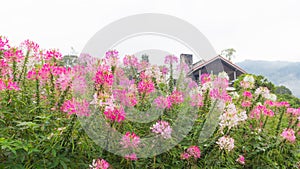 Colorful pink white red flower garden in countryside in
