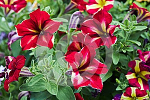 Colorful pink, white and yellow petunia flowers.