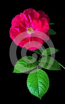 Colorful pink wild rose flower in water drops isolated on black