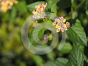 Colorful pink yellow color flower Lantana camara, Verbenaceae semi pointed shrub pointed leaf edge sawtooth blooming in garden