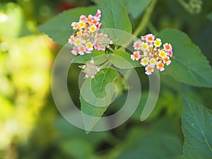 Colorful pink yellow color flower Lantana camara, Verbenaceae semi pointed shrub pointed leaf edge sawtooth blooming in garden