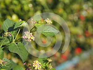 Colorful pink yellow color flower Lantana camara, Verbenaceae semi pointed shrub pointed leaf edge sawtooth blooming in garden