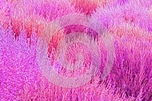 Colorful pinky Kochia bush abstract illustration graphic art background