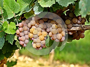 Colorful Pinot Gris grapes,  A bee eats a berry below. photo