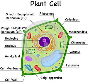 Colorful plant cell parts diagram with labels