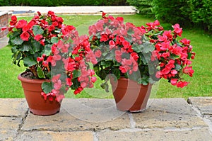 Colorful planters on the patio photo