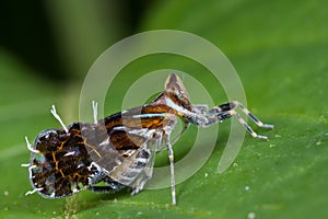A colorful planthopper