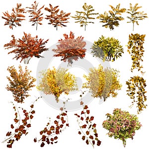 Colorful plants in autumn isolated on transparent background.